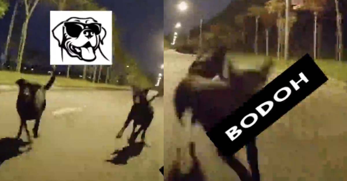 TOUR DE FRANCE CYCLIST GOT CHASED BY DOGS AFTER CYCLING ON ROAD