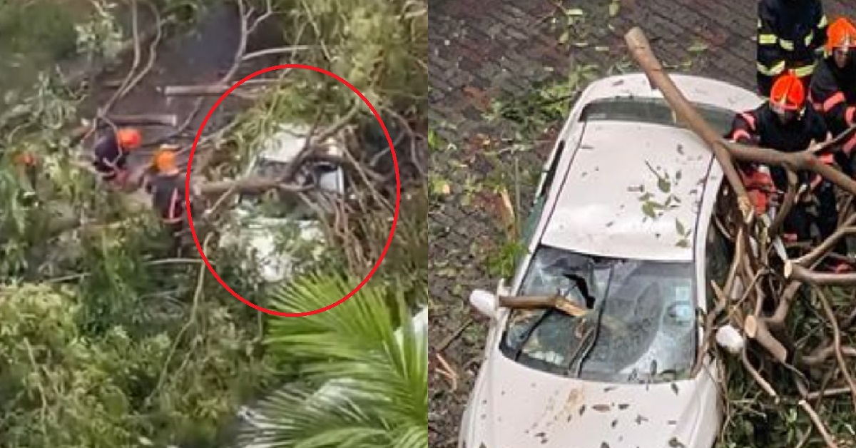 DRIVER TRAPPED INSIDE AFTER TREE FALLS ONTO CAR DURING HEAVY RAIN