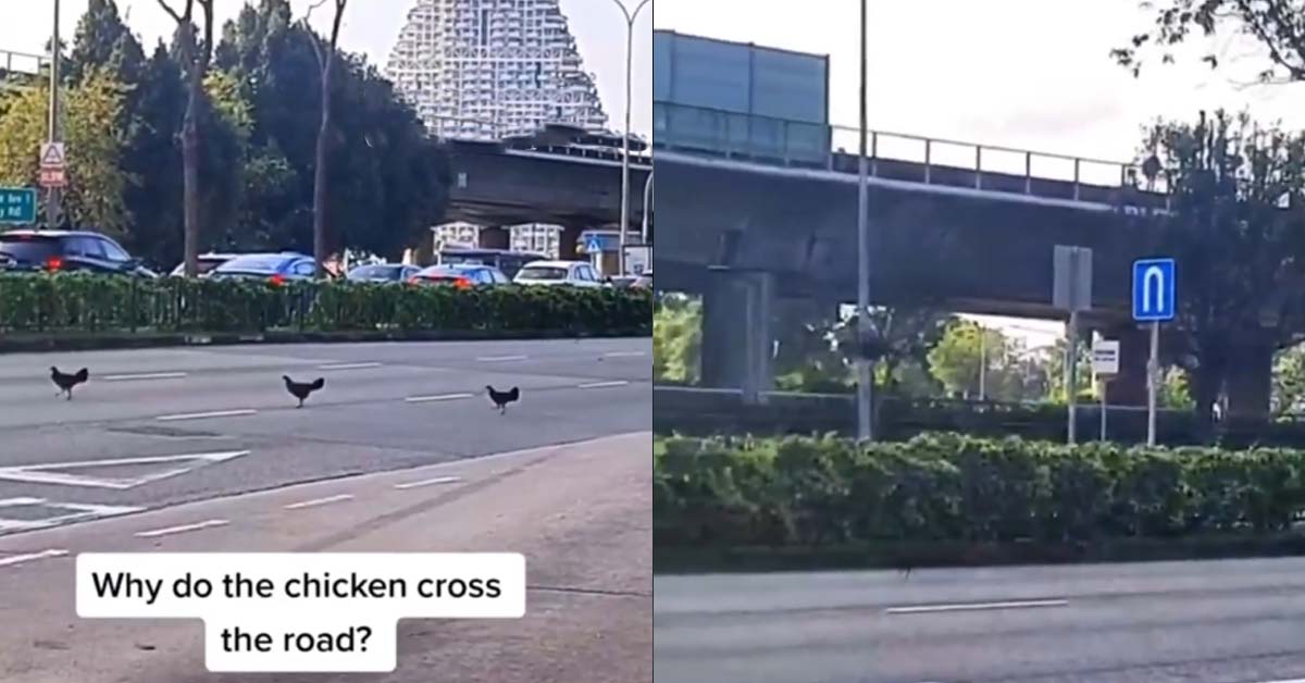 CHICKENS SPOTTED CROSSING ROAD IN AMK AND FLYING AWAY