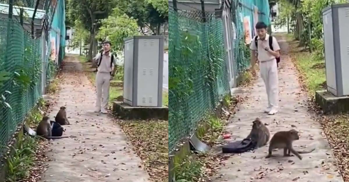 MONKEY STOLE BOY’S SCHOOL BAG, STRUGGLES TO GET IT BACK