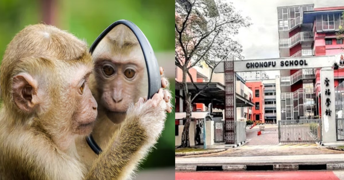 MONKEY BREAKS INTO CHONGFU SCHOOL, TEACHERS & PUPILS LOCK THEMSELVES UP