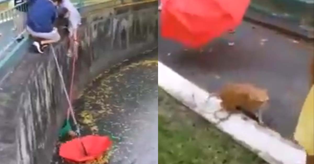 CAT RESCUED FROM JALAN BESAR CANAL BY KIND PASSERBYS