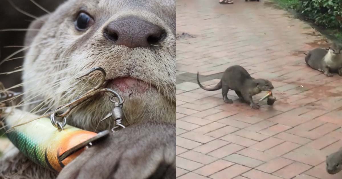 BABY OTTER RESCUED AFTER FISHING HOOK STUCK IN MOUTH