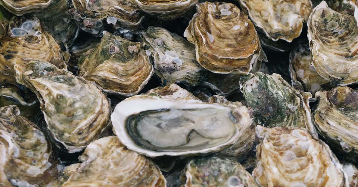 BF MANIPULATES GF TO BREAK UP SO HE CAN FIND NEW “OYSTERS”