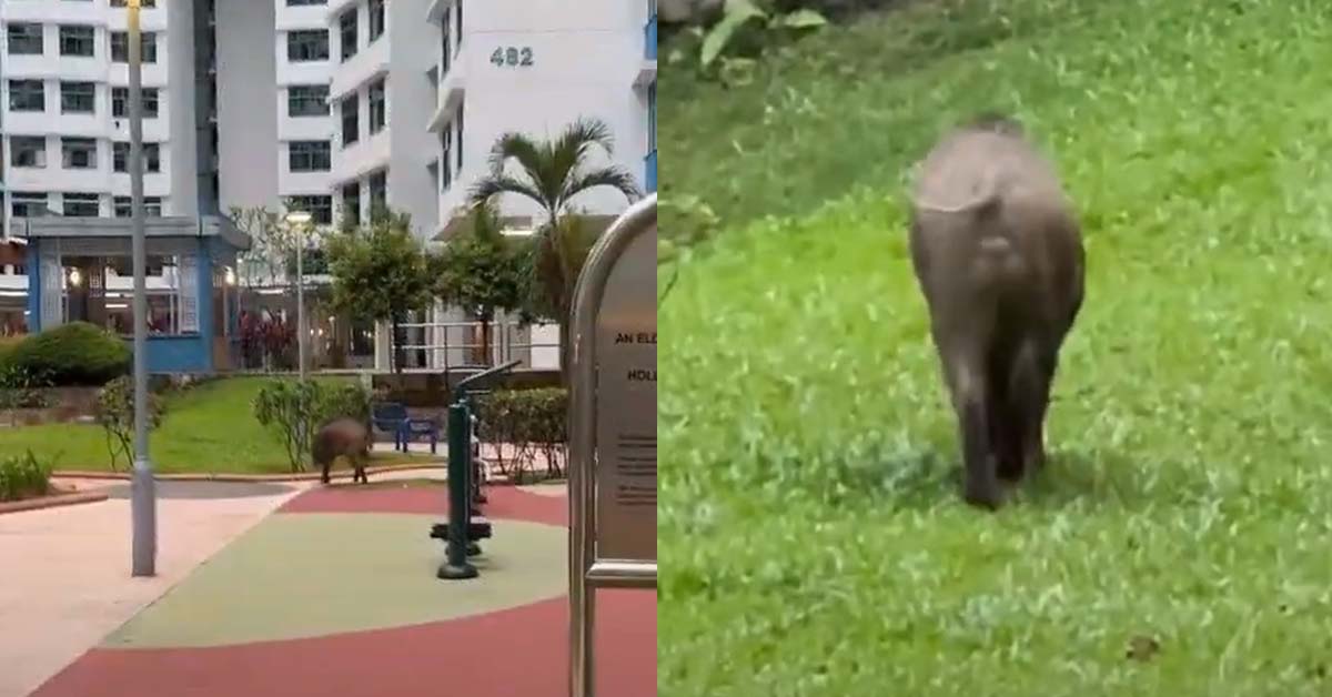 WILD BOAR SPOTTED IN BUKIT PANJANG LOOKING FOR FOOD