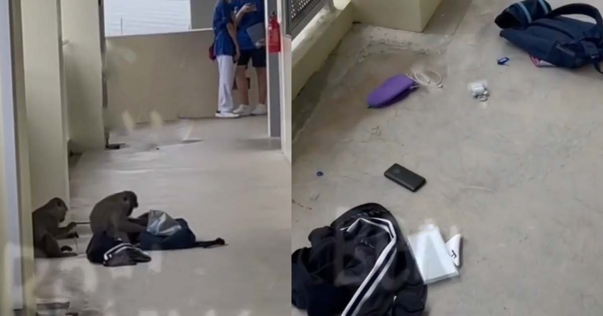 MONKEY DUO RANSACKS SCHOOL BOYS BAG, STUDENTS WATCH IT HELPLESSLY