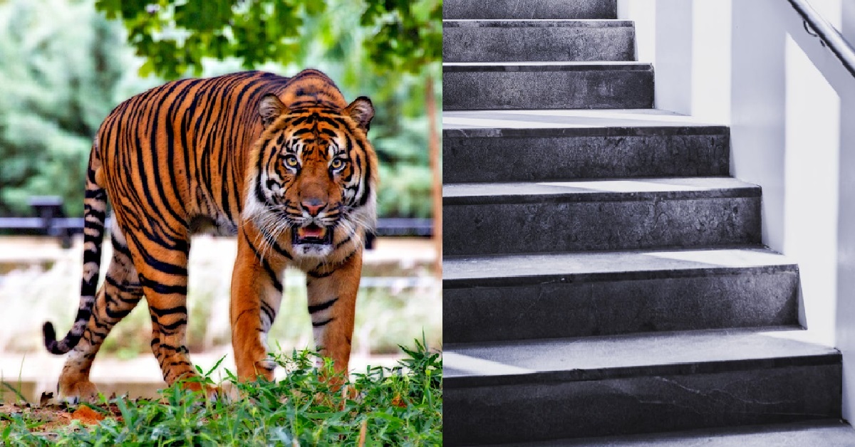 MAN IN HIS 30S SOMETIMES BO TAI BO JI SUDDENLY CRAWL ON ALL FOURS UP STAIRS LIKE TIGER