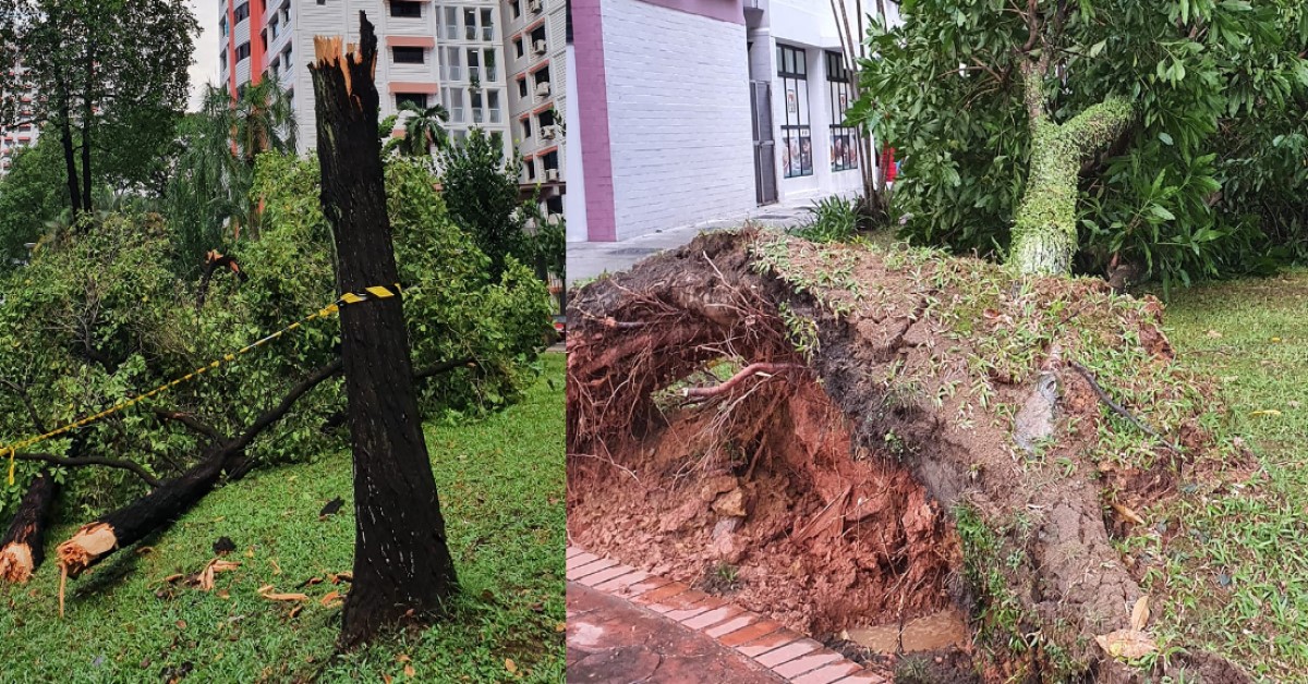TREES UPROOTED AT CCK CRESCENT AFTER STORM THIS AFTERNOON