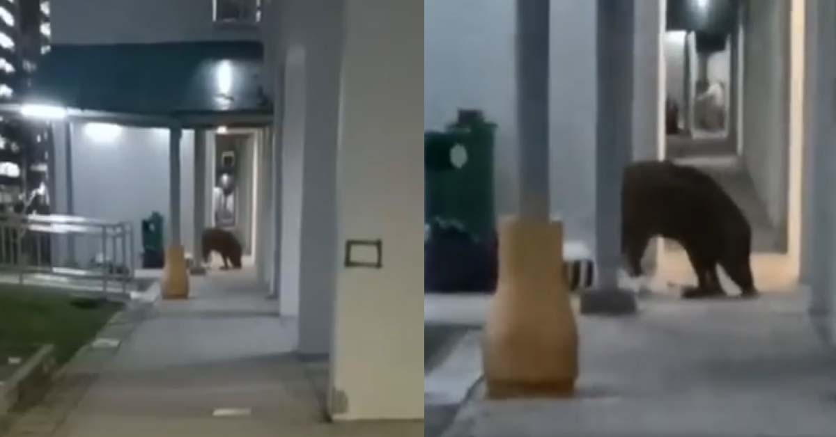 WILD BOAR AT BUKIT PANJANG GOING THROUGH GARBAGE “BUFFET”