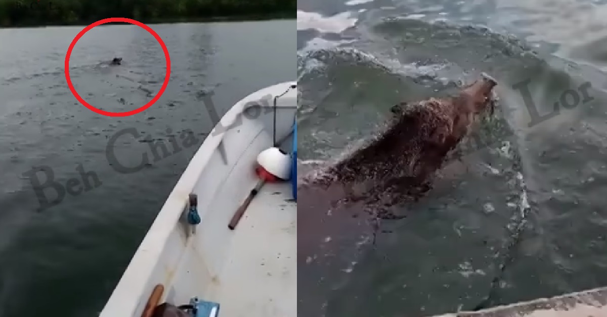 WILD BOAR SWIMS FROM S’PORE TO JB, BECAUSE CAN’T GET VTL TICKETS