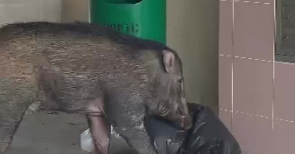 WILD BOARS SCAVENGING FOOD ON GARBAGE BAGS FOR FOOD @ CCK HDB