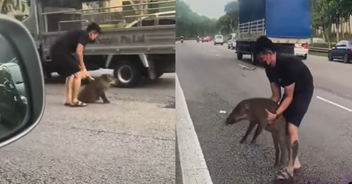 INJURED WILD BOAR ON KJE CARRIED TO SAFETY BY MAN