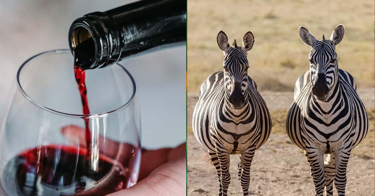 DRUNK MAN ACCIDENTALLY DO IT WITH WIFE’S TWIN SISTER