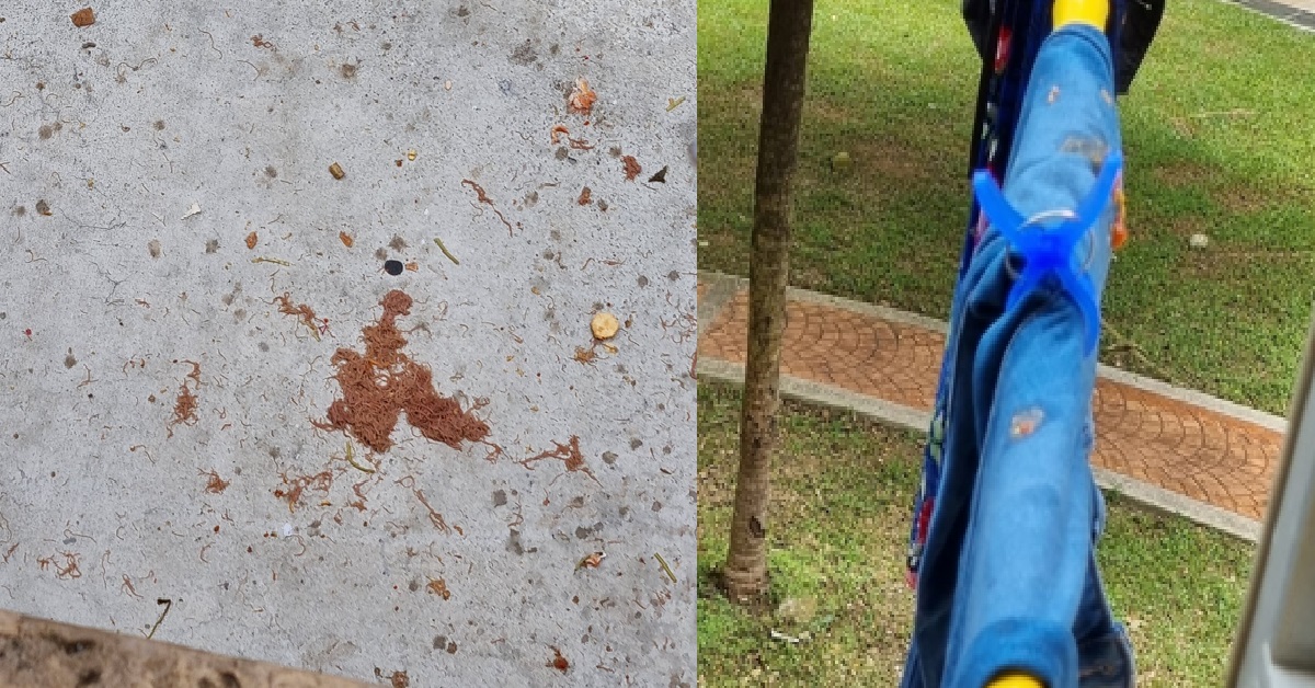UPSTAIRS NEIGHBOUR THROW FOOD DOWN FEED BIRD, KENA CLOTHES BELOW