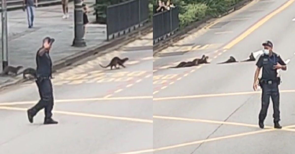 TRAFFIC STOPPED BY ISTANA GUARDS FOR OTTERS TO CROSS THE ROAD