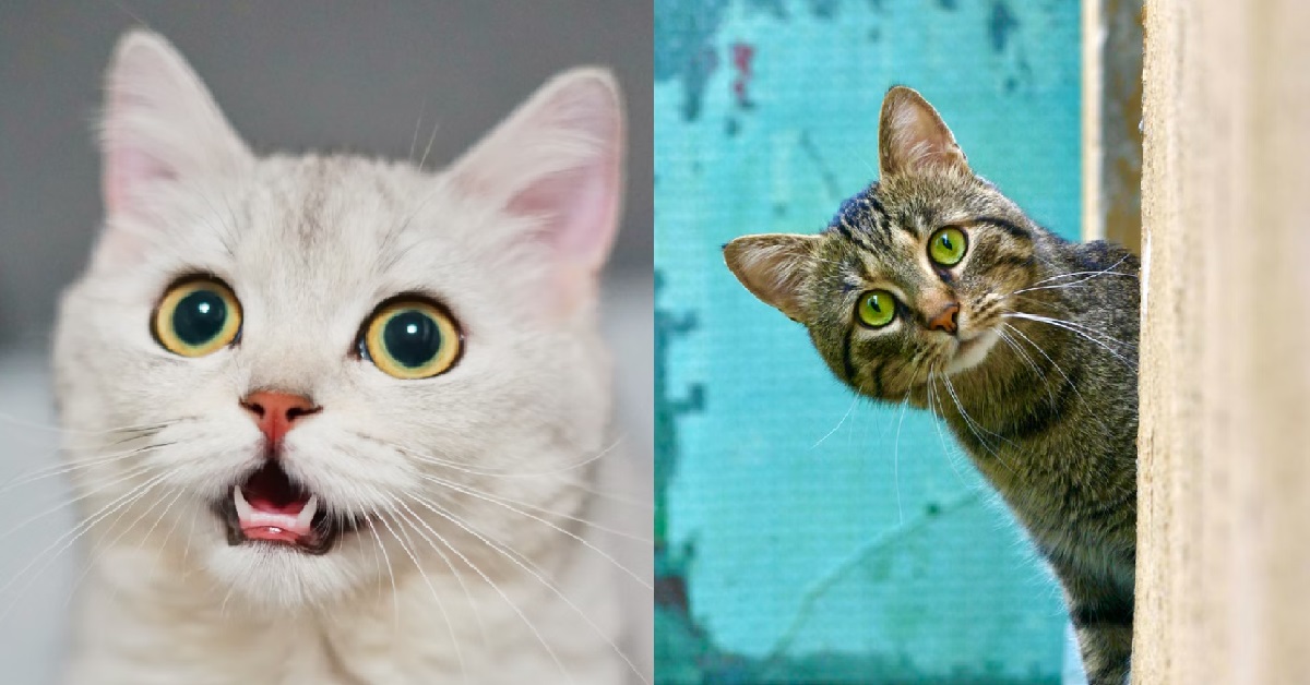 RUSSIAN CATS NOW ALSO BANNED FROM JOINING CAT SHOWS WORLDWIDE