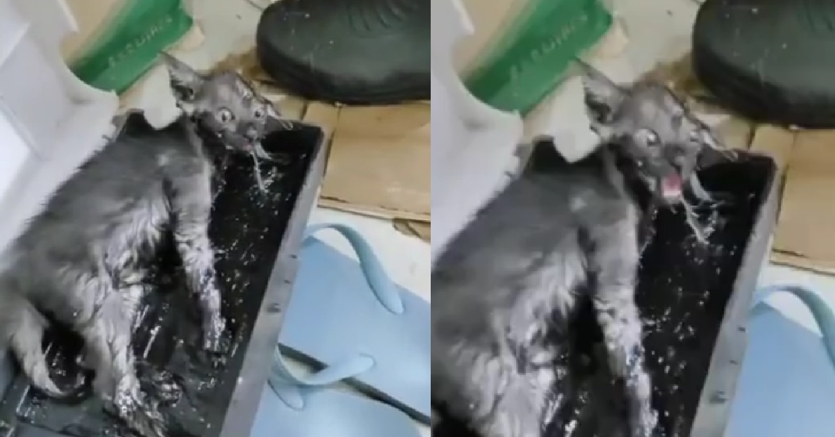 KITTEN FOUND STUCK IN GLUE TRAP MEANT FOR RATS @ TAMPINES MARKET