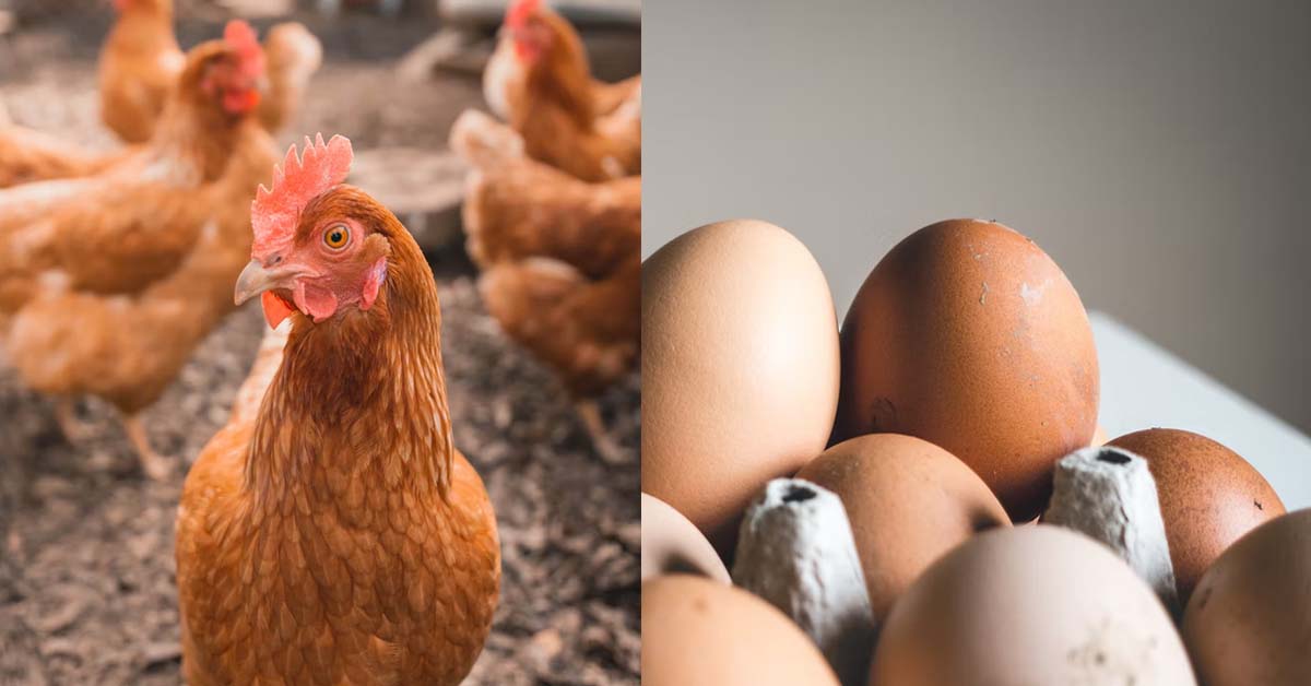 MAN COMPLAINS OF EGG PRICES, NETIZEN ASK HIM GO BE A CHICKEN FARMER