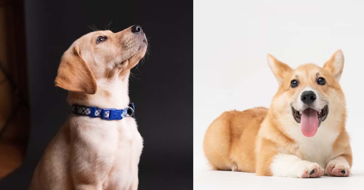 EX-GF NO MONEY PAY FOR PET INSTALLMENT, HARASSING MAN