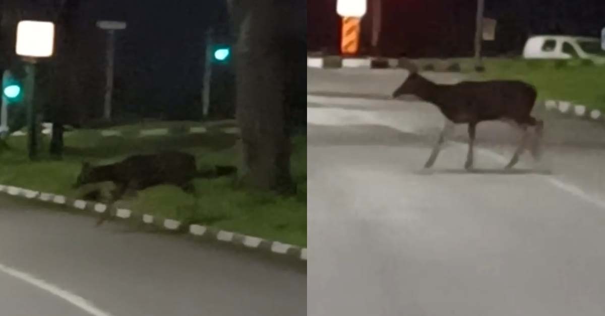 NETIZENS SPOT DEER CROSSING THE ROAD, DRIVERS KEEP A LOOKOUT PLEASE