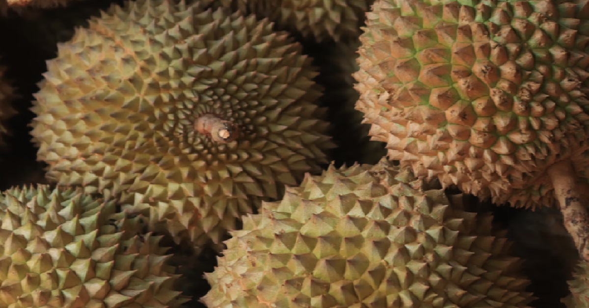 32 Y.O MAN USED DURIANS AS BAIT AND CHEATED VICTIMS OF MONEY