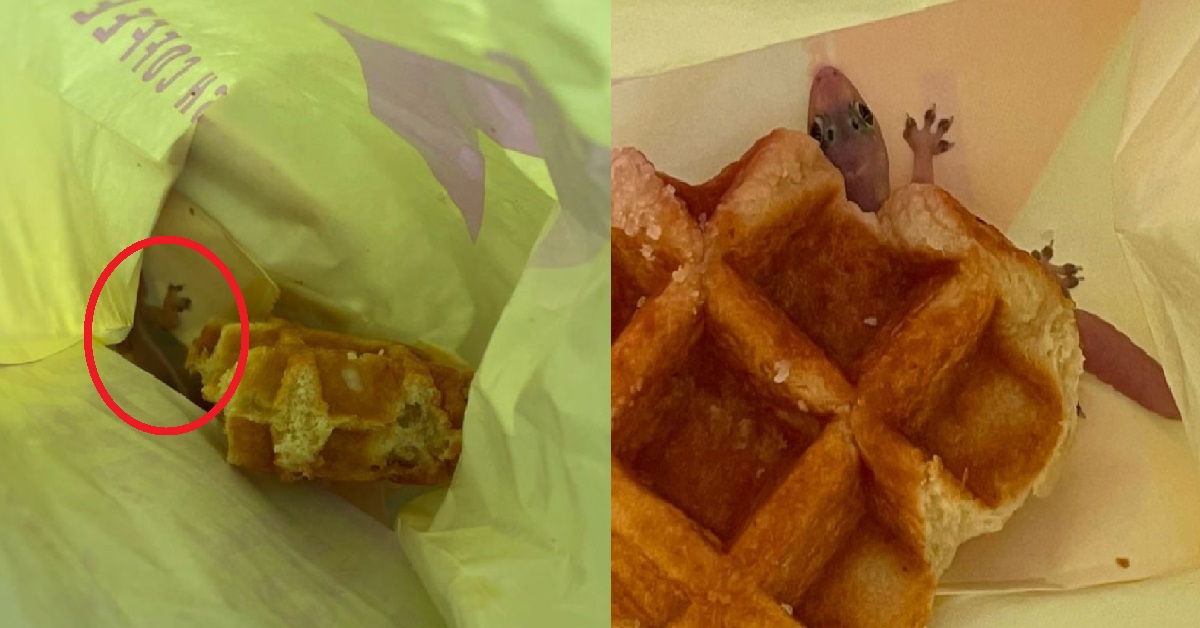 WOMAN FOUND A HUGE LIZARD INSIDE HER WAFFLE FROM FLASH COFFEE