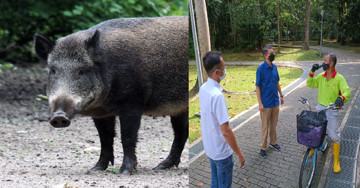 MUHAMMAD FAISHAL IBRAHIM – IF YOU SEE WILD BOAR, REMAIN CALM