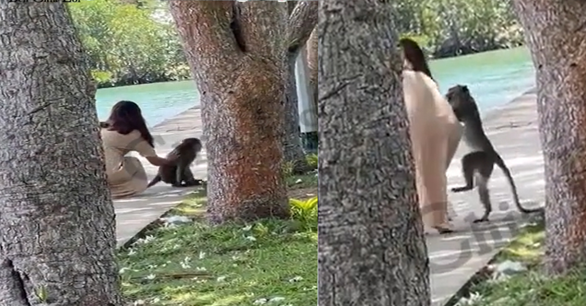 GIRL ITCHY HAND GO SAYANG THEN GET HANTAM BY MONKEY