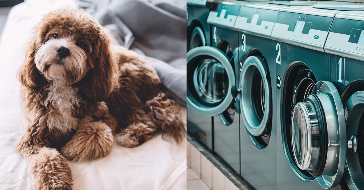 WIFE LET DOG PEES ON HUSBAND CLOTHES AS HE THROWS LAUNDRY ON THE FLOOR