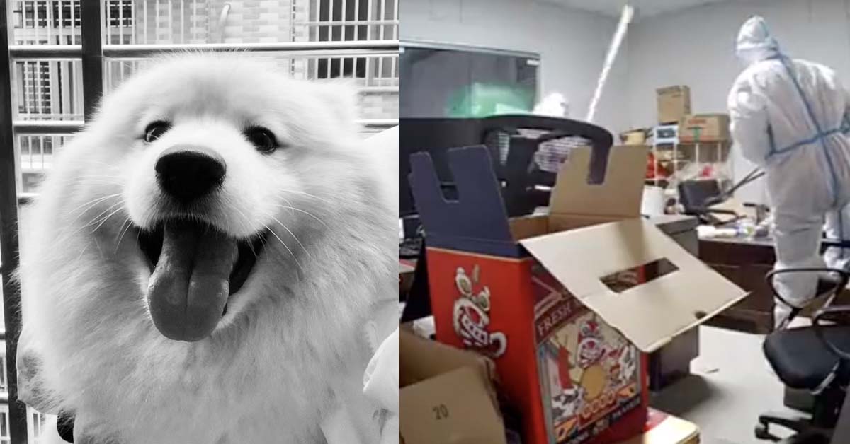 PRC HEALTH WORKERS BEAT DOG TO DEATH FOR FEAR OF COVID-19