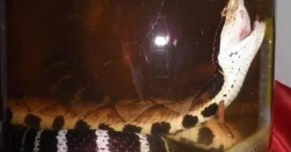 SNAKE SOAKED IN WINE FOR A YEAR REAWAKES AND BITES FARMER