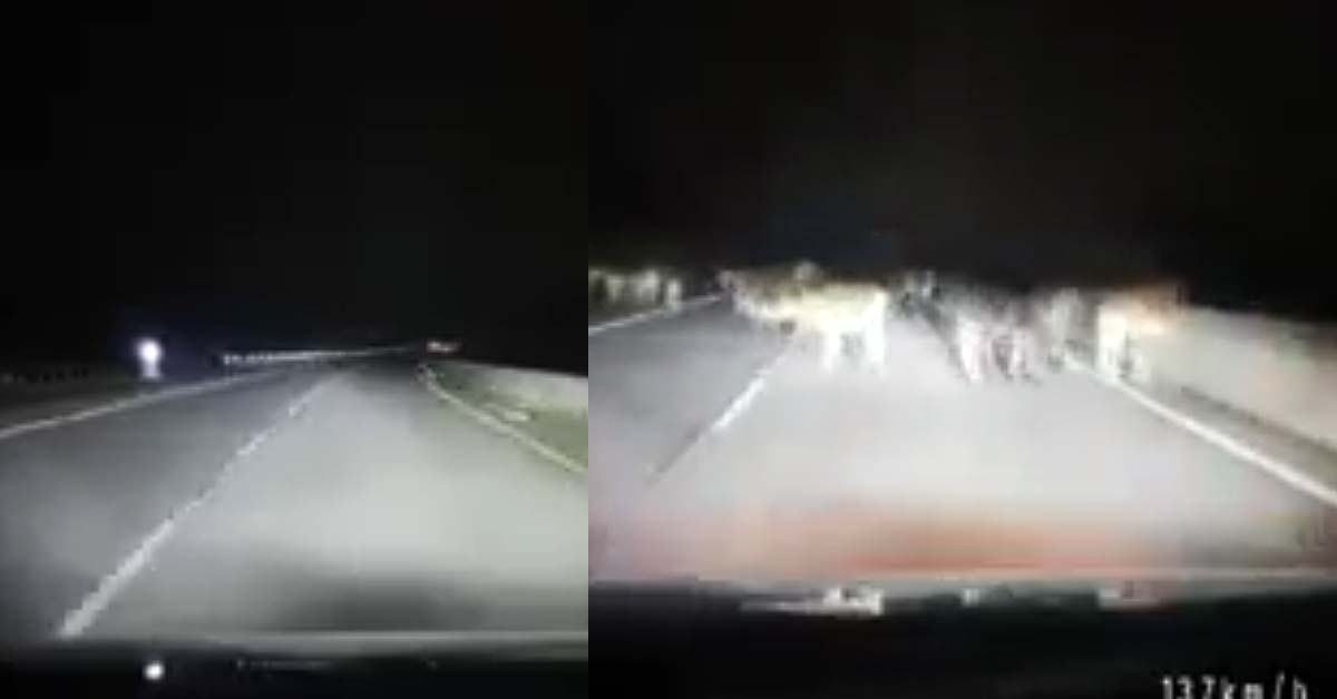 MAN CRASHES INTO HERD OF COWS AT A MALAYSIA HIGHWAY AT 137KM/H