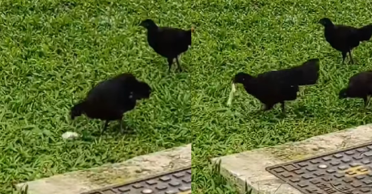 CHICKEN PICKS UP USED CONDOM ALONG PINNACLE @ DUXTON