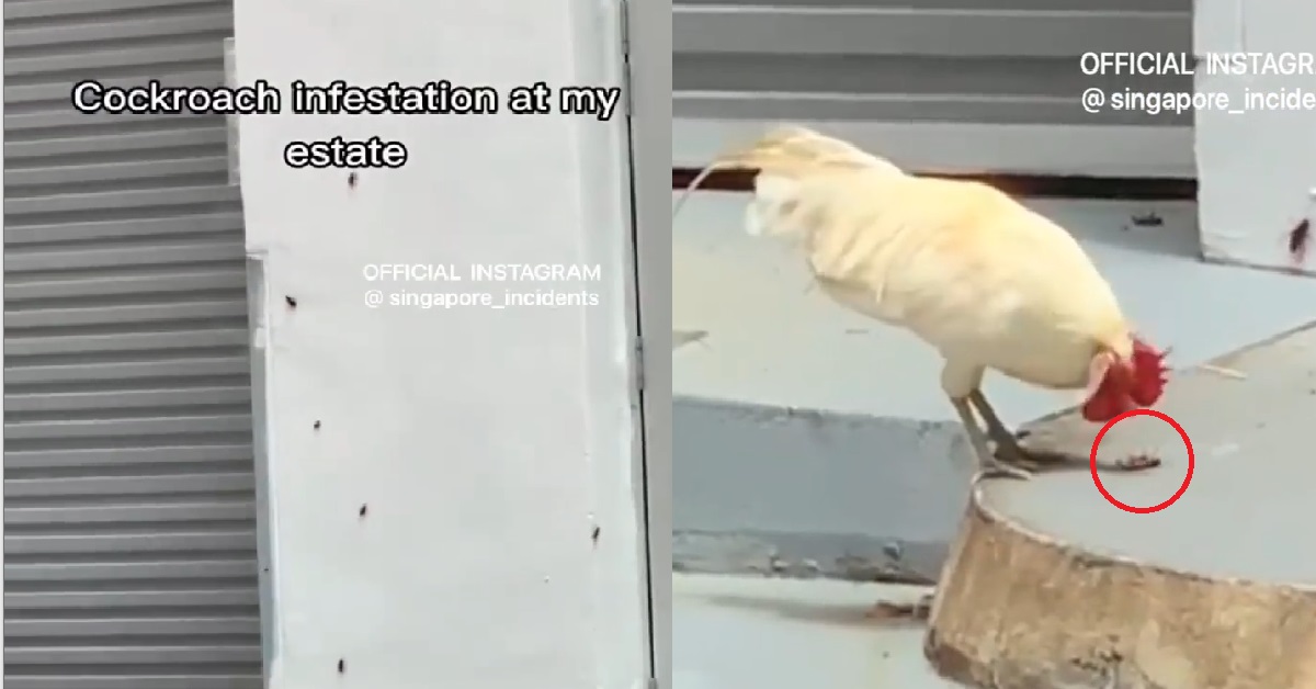 COCKROACH INFESTATION AT HDB BLOCK, FREE BUFFET FOR ROOSTER