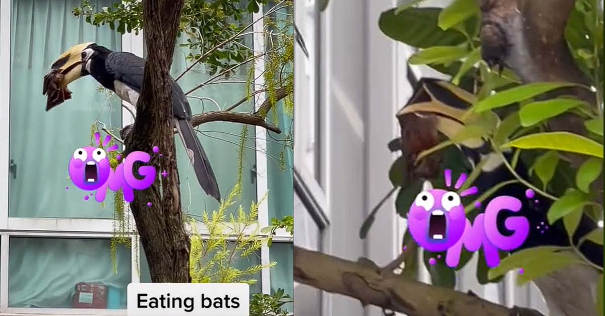 HORNBILL SPOTTED EATING BATS ALONG BALESTIER ROAD