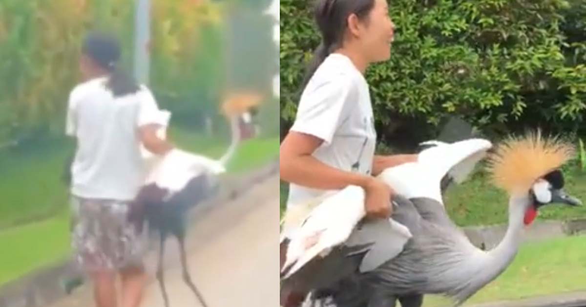 WOMAN SEEN CARRYING ENDANGERED GREY CROWNED CRANE NEAR MACRITCHIE