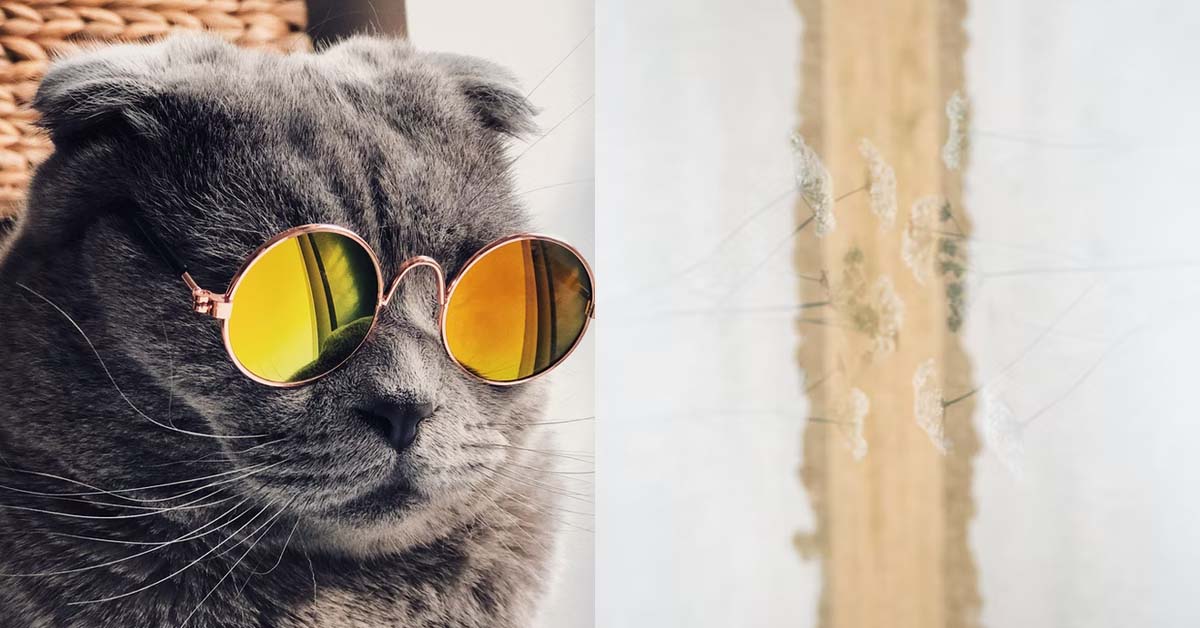 MAN LET CAT PASS MOTION ON BED, WAKES UP WITH BROWN STAINS ALL OVER