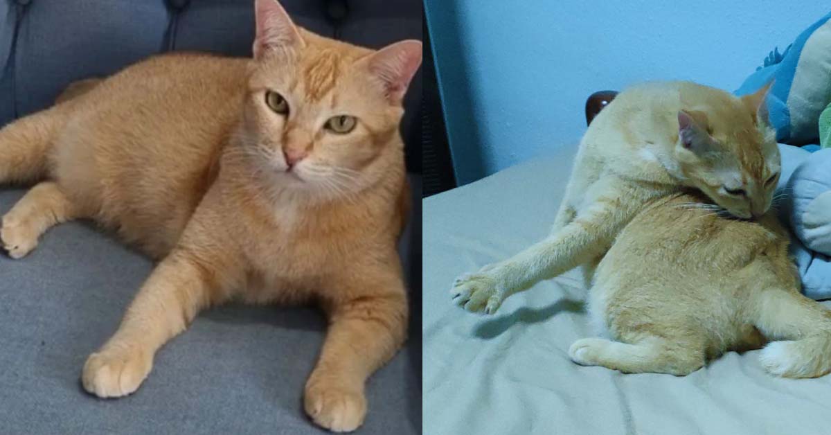 CAT MUSEUM CONTACTED LAWYERS AND POLICE TO GET BACK CAT
