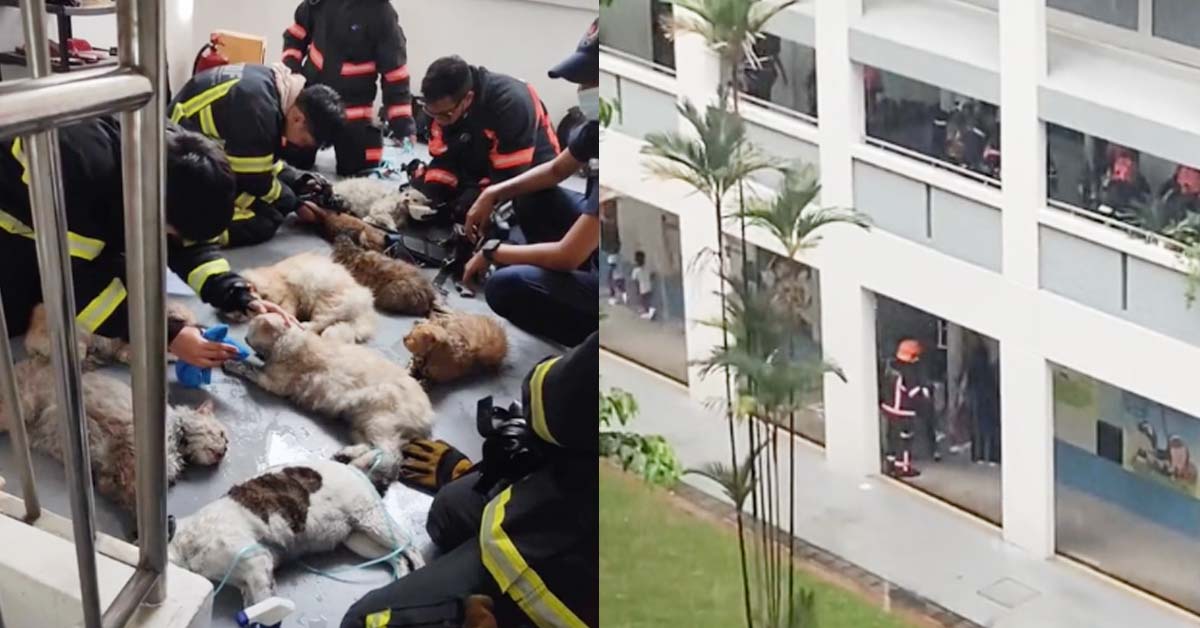 FIRE @ FARJAR ROAD, 14 CATS TRAPPED IN BURNING HOME, 1 DIDN’T MAKE IT