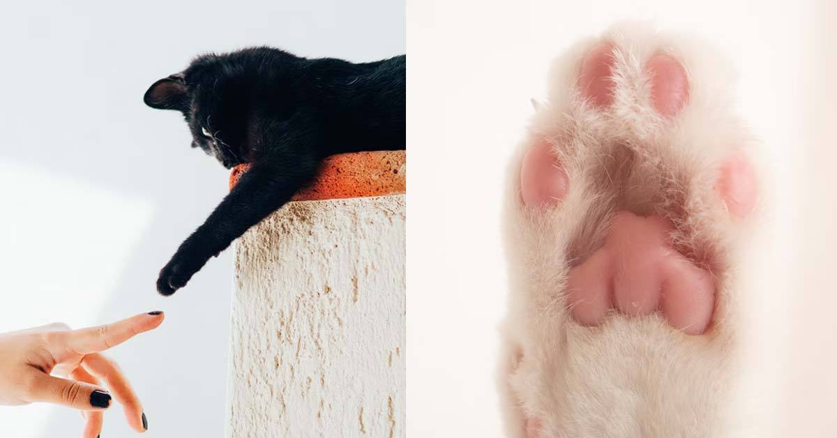 KAREN MOTHER ALLOWS HER SON TO PET STRANGER’S CAT, GETS CAT SLAP THEN BLAME OTHERS