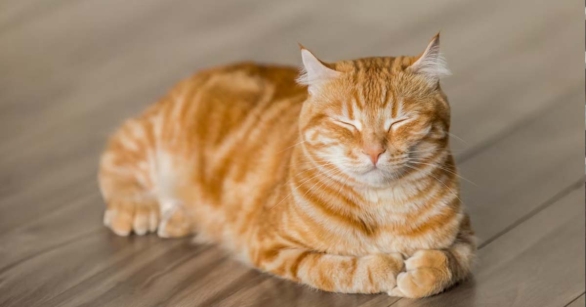GIRL PRIORITIZE HER PET CAT OVER BF, TELLS HIM TO MOVE OUT
