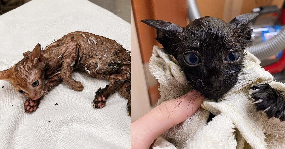 SPCA SAYS: STOP USING GLUE TRAPS AS IT IS KILLING CATS