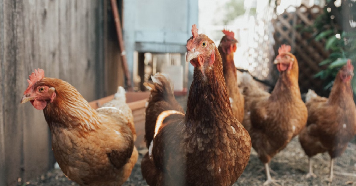 GUY SAYS IF YOU DRESS LIKE A “CHICKEN” PEOPLE WILL THINK YOUR ONE