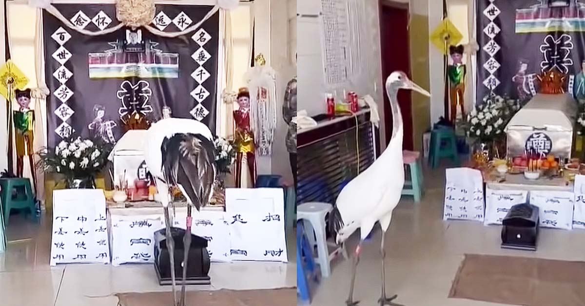 WILD CRANE BOWS AT MAN’S FUNERAL IN CHINA & STAYED ENTIRE AFTERNOON