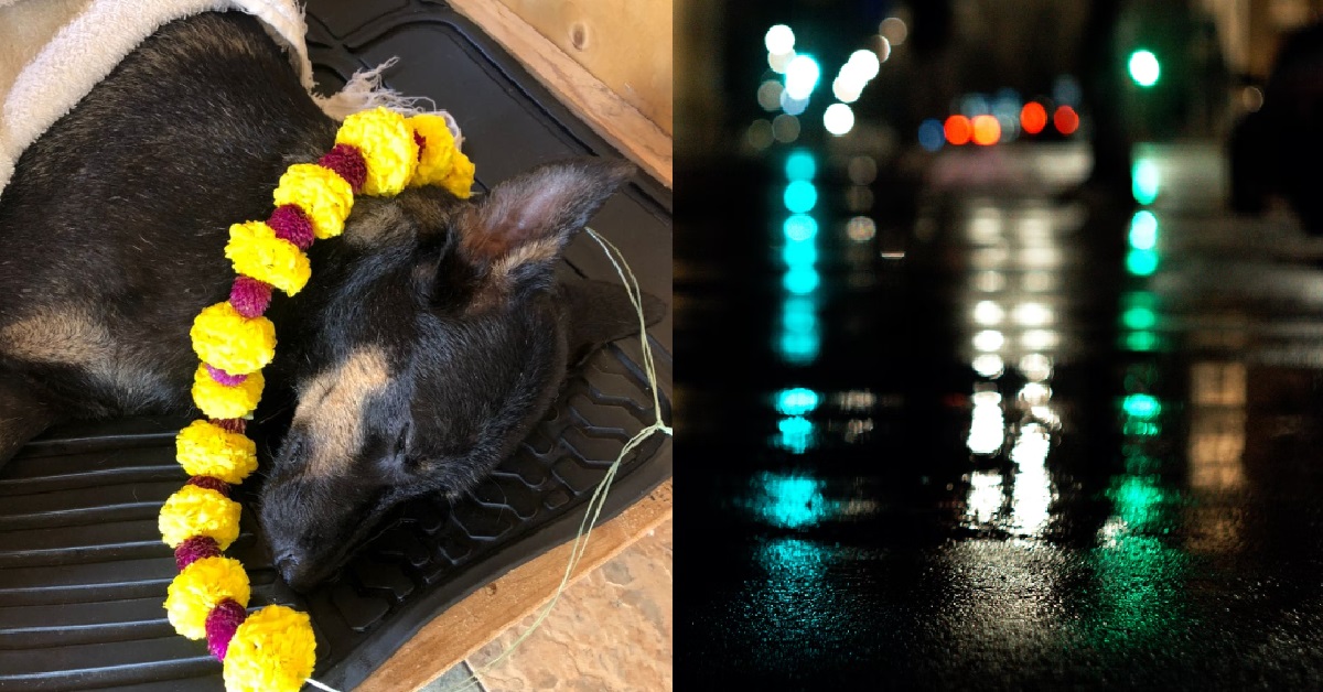 DOG WALKED ON WET GROUND AFTER RAIN, ELECTROCUTED TO DEATH IN KL