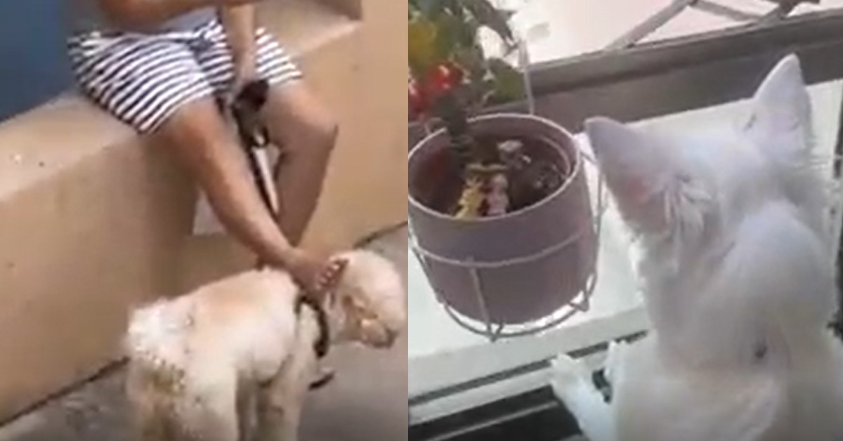 WOMAN USES DOG AS FOOT REST UNDER HDB BLOCK