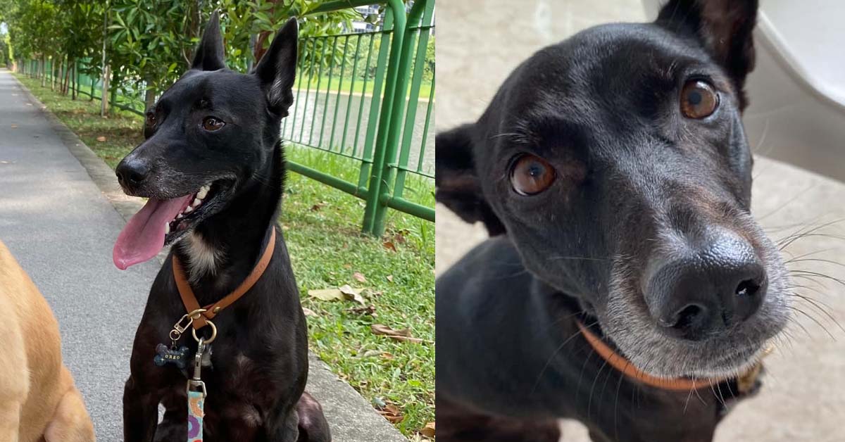 DOG THAT ESCAPED FROM AIRPORT STILL MISSING AFTER 1 WEEK