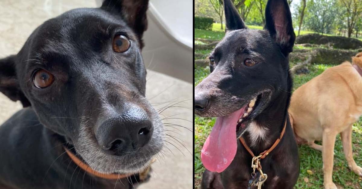 DOG ESCAPES FROM CRATE WHILE BOARDING SIA PLANE AT CHANGI AIRPORT
