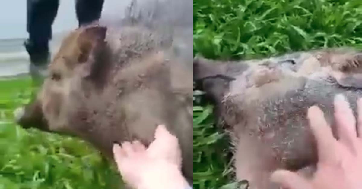 MAN PETS FRIENDLY WILD BOAR, UNTIL WHOLE BOAR FAMILY COME
