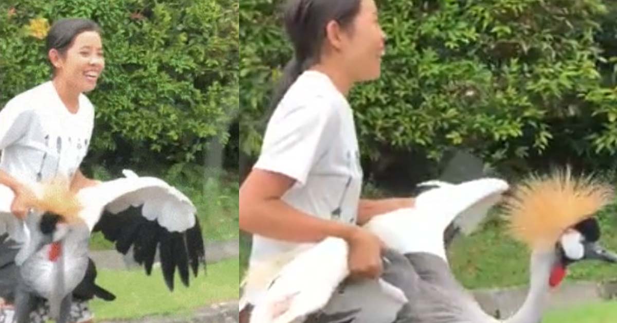 THE BIG MAJESTIC BIRD IS ACTUALLY A PET THAT ESCAPED FROM A HOUSE